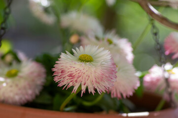 Bellis perennis double white pink pompon flowers blooming in spring garden © Iva