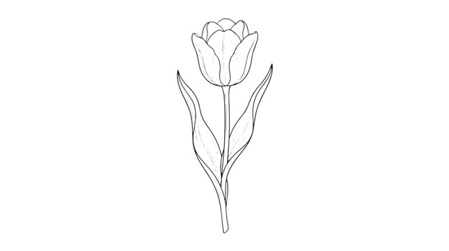 Minimalist tulip flower line art vector, elegant botanical sketch with single stem and leaves, black and white floral illustration for wedding stationery