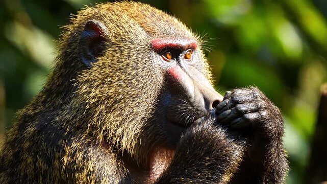 Close-up of a thoughtful baboon in a lush natural setting.