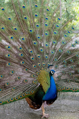 Obraz premium Majestic male peacock displaying its vibrant plumage
