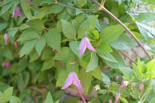 Purple bell-shaped flowers of clematis in June