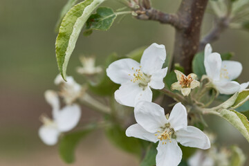 Obraz premium Close up shots of organic apple blossoms on a branch, featuring vibrant pink buds and fully open white flowers. The softly blurred green background highlights the fresh beauty of a spring orchard.
