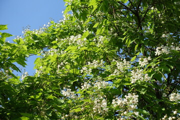 Fototapeta premium White flowers of Catalpa bignonioides tree against blue sky in June
