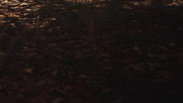 A person walks on a forest floor covered in leaves and small twigs. Light shines through the trees, creating shadows on the ground while plants grow nearby.