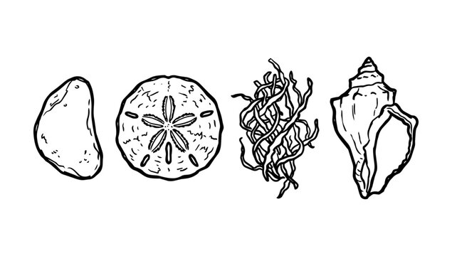 Stone, sand dollar, seaweed, and shell in rough line doodle