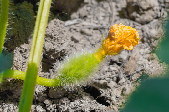 Close up of a small melon ovary in a garden bed