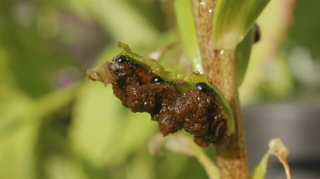 Red lily beetle (Lilioceris lilii) black excrement-coated grubs feeding on lily leaf close up stock footage