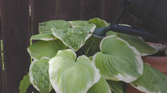 Watering can waters variegated hosta as water pours over broad green leaves for 15 seconds, then withdraws. Backyard garden close-up with wooden fence background.