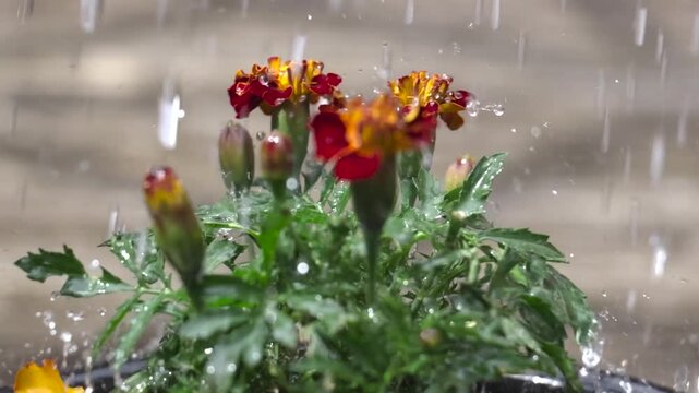 Marigold flowers in heavy rain with large raindrops splashing on red and yellow petals and wet green leaves; garden plant detail with water droplets and rainfall motion.