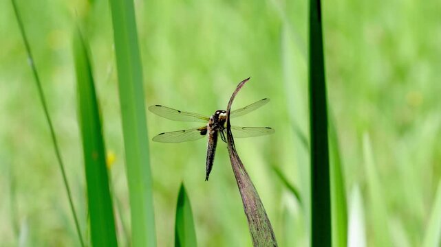 A Four-Spotted Chaser dragonfly, Libellula quadrimaculata, perched on a leaf at edge of pond. Summer. UK