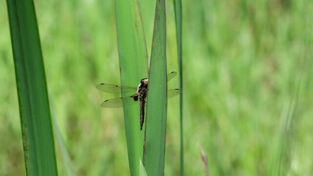 A Four-Spotted Chaser dragonfly, Libellula quadrimaculata, perched on an Iris leaf at edge of a pond. Summer. UK