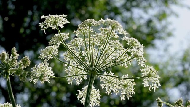 A backlit Umbellifer flower in early Summer. UK