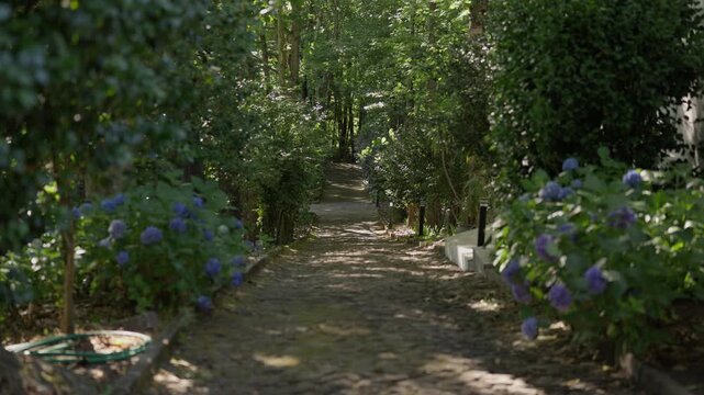 A peaceful cinematic walk through a sundrenched garden featuring a stone walkway lined with vibrant blue hydrangea bushes and dense green trees. Authentic nature scene for wellness and travel content.