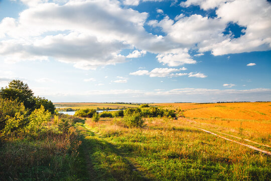 Vibrant golden fields stretch out under a brilliant blue sky with fluffy white clouds.