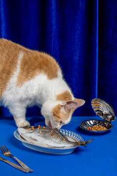 An orange cat eats a raw fish with golden caviar on a blue table
