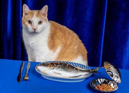 Surreal cat sitting at blue table with raw fish and golden caviar