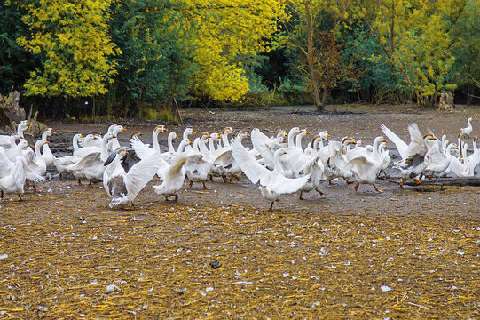 Flock Of White Geese Flapping Wings On Farm