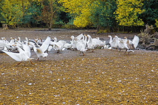 Flock Of White Geese Flapping Wings On Farm