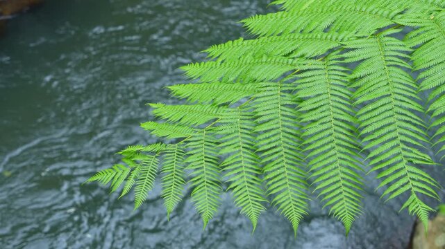 Slow motion video of vibrant green fern leaves gently swaying above flowing water in a tropical forest. Natural background with copy space, peaceful atmosphere, fresh foliage, and relaxing nature scen