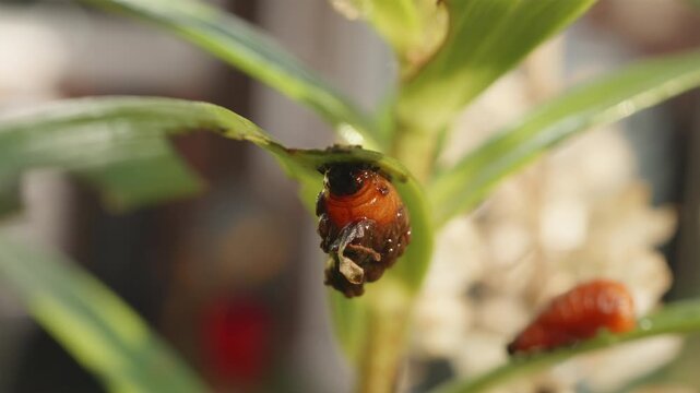 Red lily beetle (Lilioceris lilii) orange grub feeding on lily leaf close up stock footage