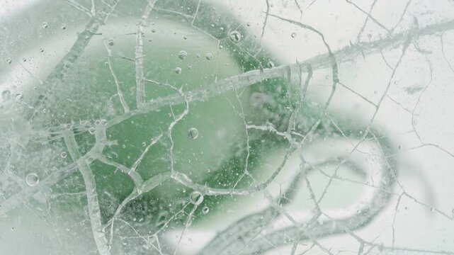 Frozen green leaf with ice cracks and air bubbles close up macro nature background
