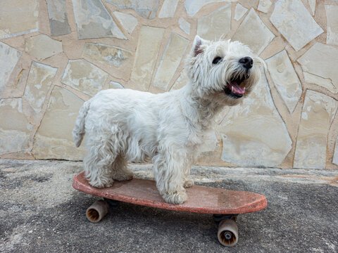 Cute West Highland White Terrier dog stands on a red vintage skateboard in front of a stone wall during the day