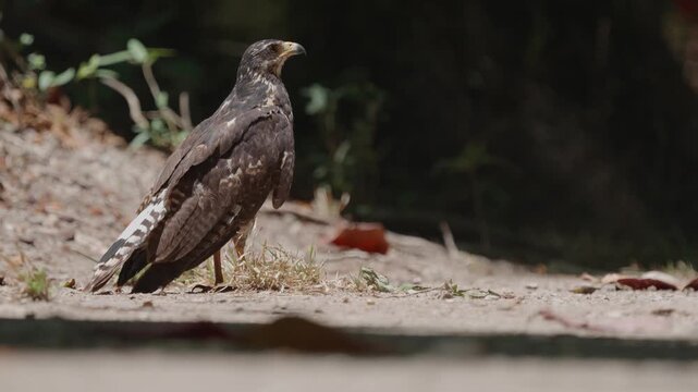 A hawk waling on the ground and flying away in Curu National Park Costa rica