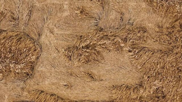 Lodged barley at harvest maturity in Po Valley, Lombardy and Emilia-Romagna, Italy, showing flattened awned ears, dense canopy and severe lodging before harvest, drone top-down descent with push in