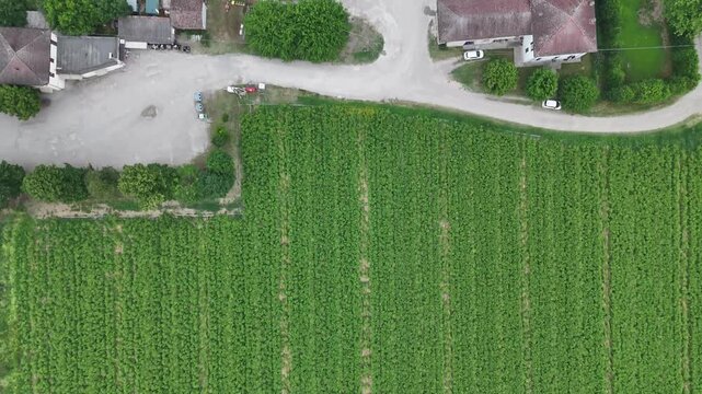 Commercial garlic field near Monticelli d'Ongina, Piacenza, Emilia-Romagna, Italy, showing dense planting rows and intensive horticulture in Po Valley, drone top-down flyover