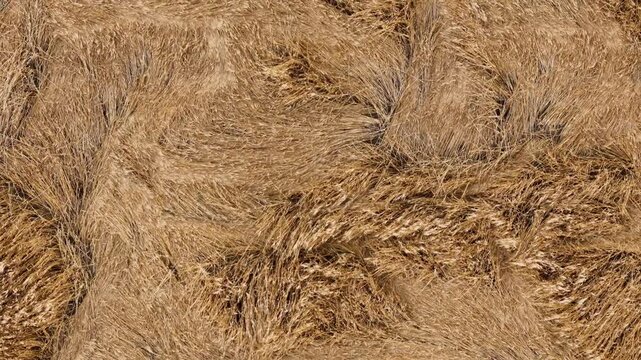 Lodged barley at harvest maturity in Po Valley, Lombardy&ndash;Emilia-Romagna, Italy, showing flattened awned ears, dense cereal canopy and severe lodging before harvest, drone top-down flyover