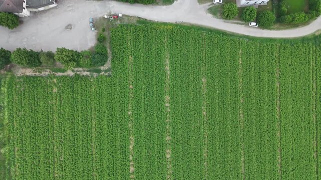 Commercial garlic field near Monticelli d'Ongina, Piacenza, Emilia-Romagna, Italy, showing uniform planting rows, intensive horticulture and precision cultivation in Po Valley, drone top-down flyover