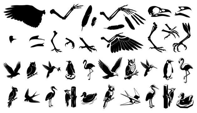 Bird Skeleton and Avian Anatomy Silhouette Set, Professional Wildlife Wing Bone Skull Feather and Wild Bird Species Vector Illustration