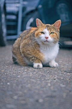 Cute calico cat sitting outdoors and looking curiouis at camera.. Vertical image. with copy space. 	