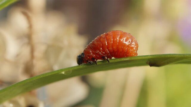 Red lily beetle (Lilioceris lilii) orange grub feeding on lily leaf close up stock footage