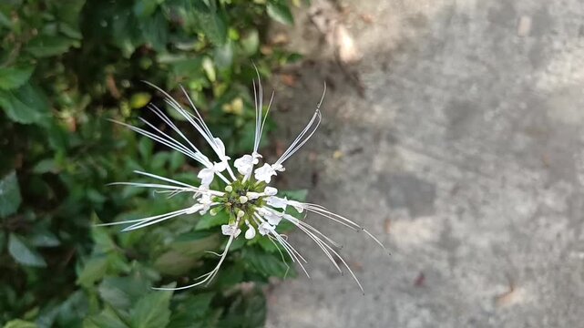 White cat whiskers flower close up