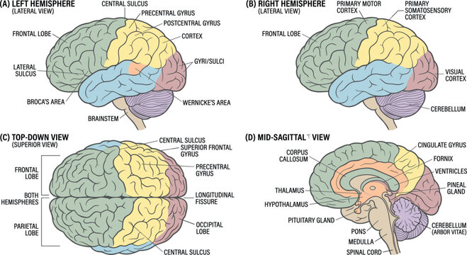 Anatomical brain diagram showing left and right hemispheres with labeled regions