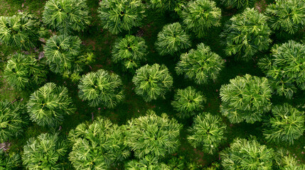 Fototapeta premium Lush tropical foliage aerial pattern