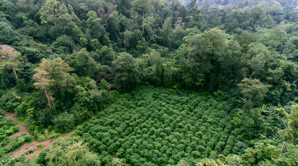 Naklejka premium Lush Tropical Forest Canopy
