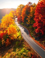 Obraz premium Autumn forest road bathed in sunlight