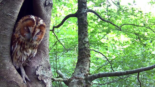 Waldkauz, Strix aluco im Tageseinstand in der Eifel