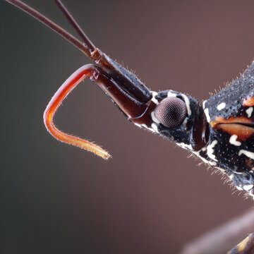 Macro insect proboscis detail close-up