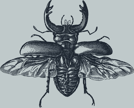 Vintage stipple illustration of a detailed stag beetle with prominent antlers and spread wings on light gray background