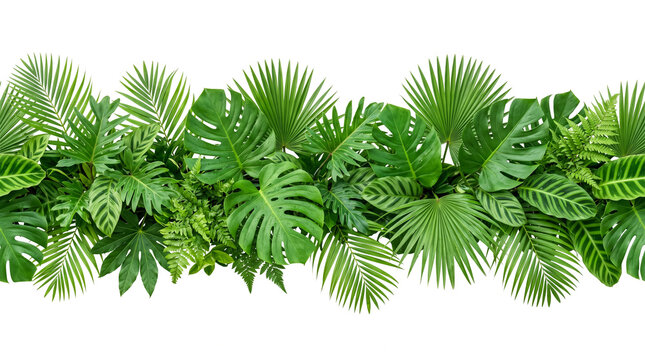 Lush Tropical Leaves Border Arrangement Isolated on a Clean White Background