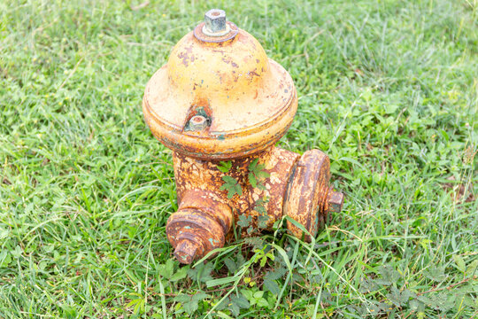 Close-up of an old, rusted yellow fire hydrant in a grassy public area