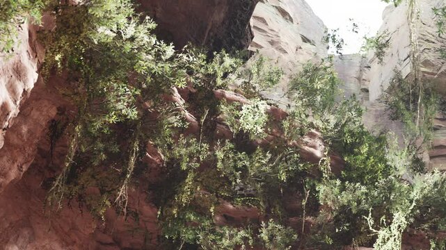 Tall rock formations surround green trees in a canyon. Sunlight streams down, illuminating the landscape. The scene captures the beauty of nature in a remote area.