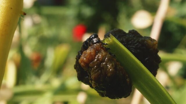 Red lily beetle (Lilioceris lilii) black excrement-coated grubs feeding on lily leaf close up stock footage