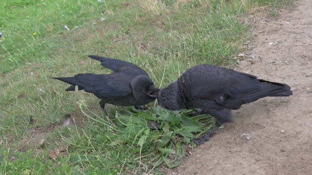 Jackdaw (Corvus monedula) juvenile calling to be fed by an adult. July, Kent, UK. With sound
