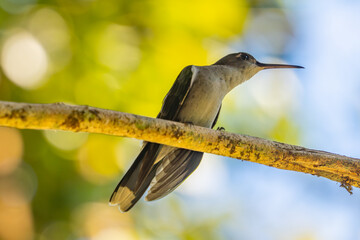 Fototapeta premium Hummingbird perched on a tree branch against a bright blurred green and blue natural background