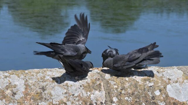 Jackdaws (Corvus monedula) squabbling over seeds left on a stone wall. July, Kent, UK. [Slow motion x5]