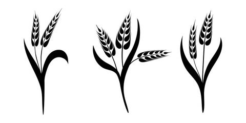 Fototapeta premium Set ears of wheat, rye or barley, agriculture and harvest, black isolated silhouette on white background, vector drawing
